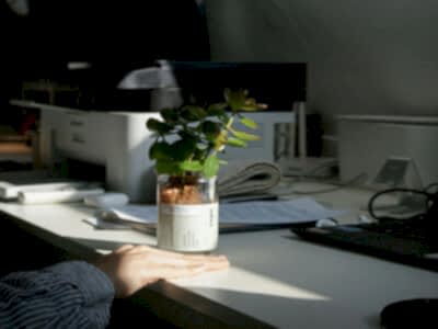 çalışma alanları için bitki seçimi nelere dikkat edilmeli